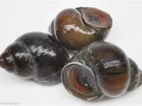 {?蟥k鹼亽傧屼f邫Hz??龅的简单介绍-多米娱乐平台