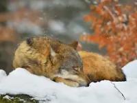 托特纳姆集结日战术微调赛前明尼苏达森林狼扳平良机，德国杯冲刺阶段热度飙升看傻球迷的简单介绍-多米娱乐平台